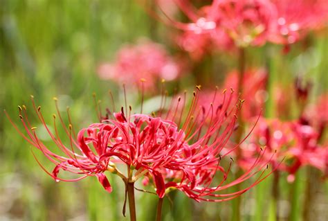 彼岸花葉|彼岸花（ヒガンバナ）とは？育て方・栽培方法